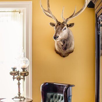 deer.jpg